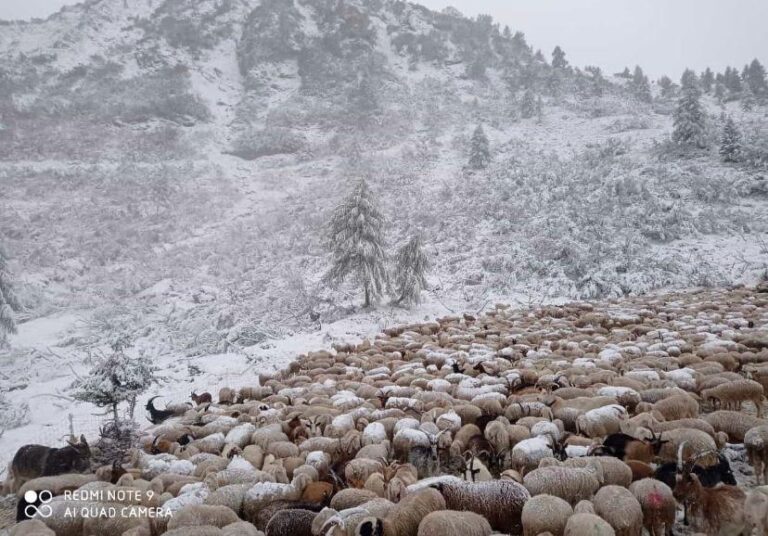 Neve sopra i 1700 metri: spolverata anche sulle greggi di pecore in transumanza