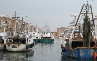 Ricerca UniPD – Nel pescato dell’Alto Adriatico la mutazione invisibile dell’ecosistema marino