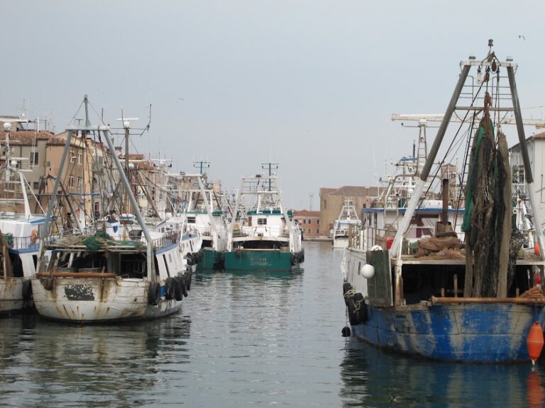 Ricerca UniPD – Nel pescato dell’Alto Adriatico la mutazione invisibile dell’ecosistema marino