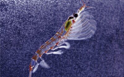 Il krill antartico ha un genoma pazzesco, “immenso”
