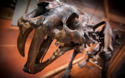Il teschio della tigre dai denti a sciabola dal 23 giugno nel nuovo Museo dell’Università di Padova