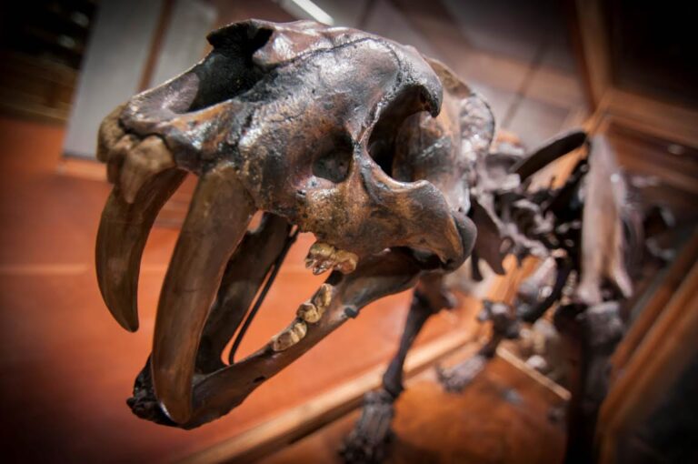 Il teschio della tigre dai denti a sciabola dal 23 giugno nel nuovo Museo dell’Università di Padova