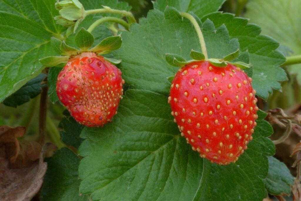 fragole difettose
