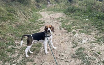 Due beagle inseguono selvatici in montagna: la padrona li cerca, li trova dopo ore ma si perde (coi cani)